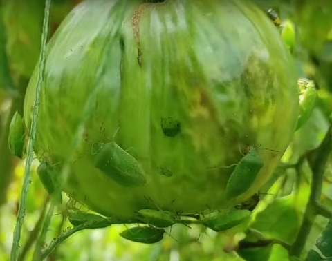 Cimici sul pomodoro: come risolvere con prodotti biologici