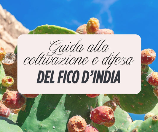 Fico d'India: guida completa alla coltivazione, cura e difesa