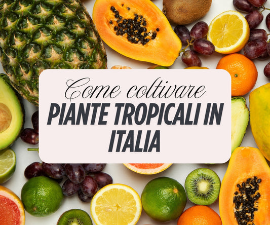 Piante tropicali coltivate in Italia: guida completa