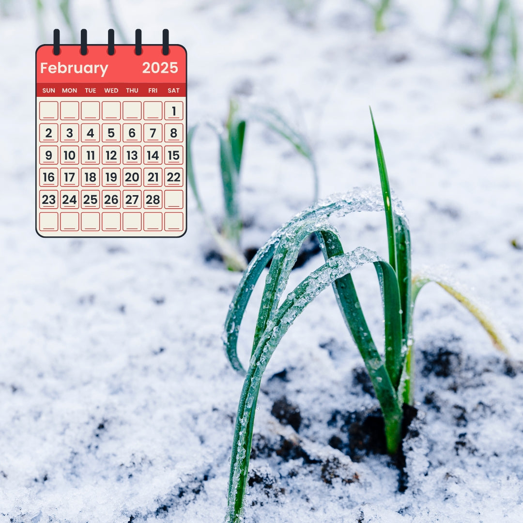 LAVORI IN ORTO E GIARDINO A FEBBRAIO