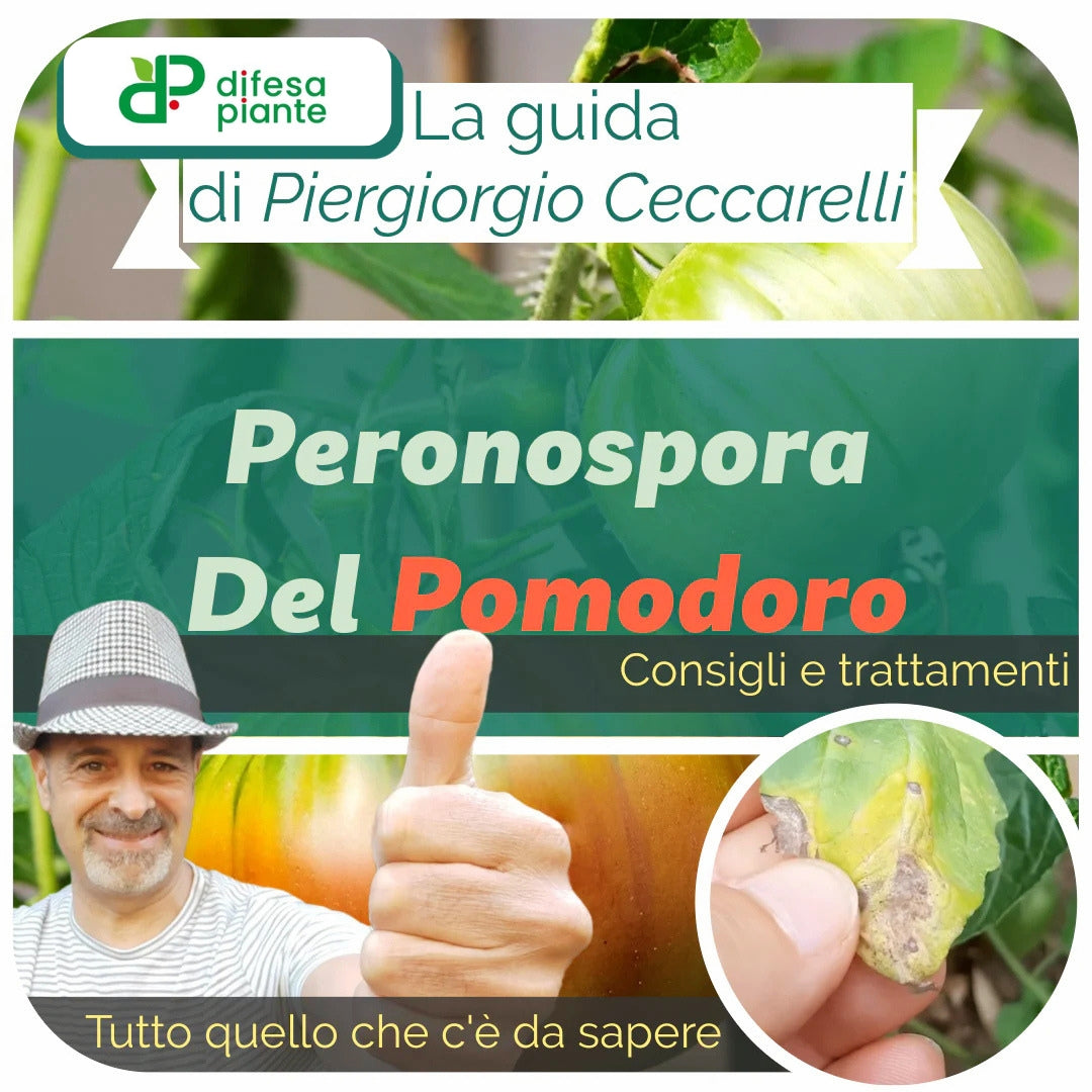 Peronospora del Pomodoro: Sintomi, Prevenzione e Trattamenti Efficaci - Di Piergiorgio Ceccarelli