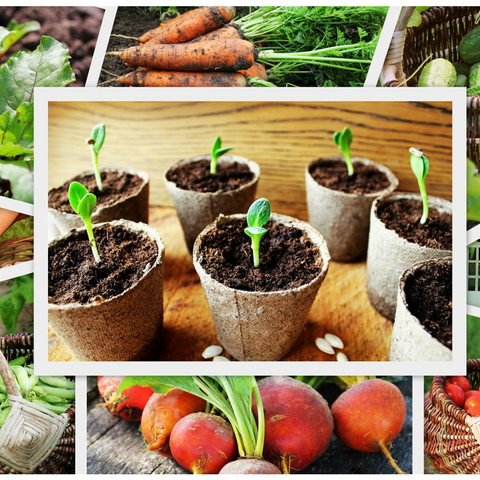 Guida alla cura dell'orto: come, quando e quali prodotti utilizzare per ortaggi sani e buoni - Parte1