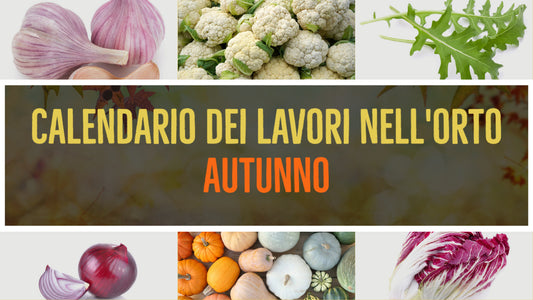 L'orto in autunno: lavori, possibilità e protezione delle piante