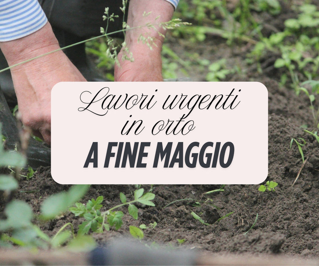 Guida Orto Fine Primavera: Lavori Consigliati e Difesa Biologica delle Piante