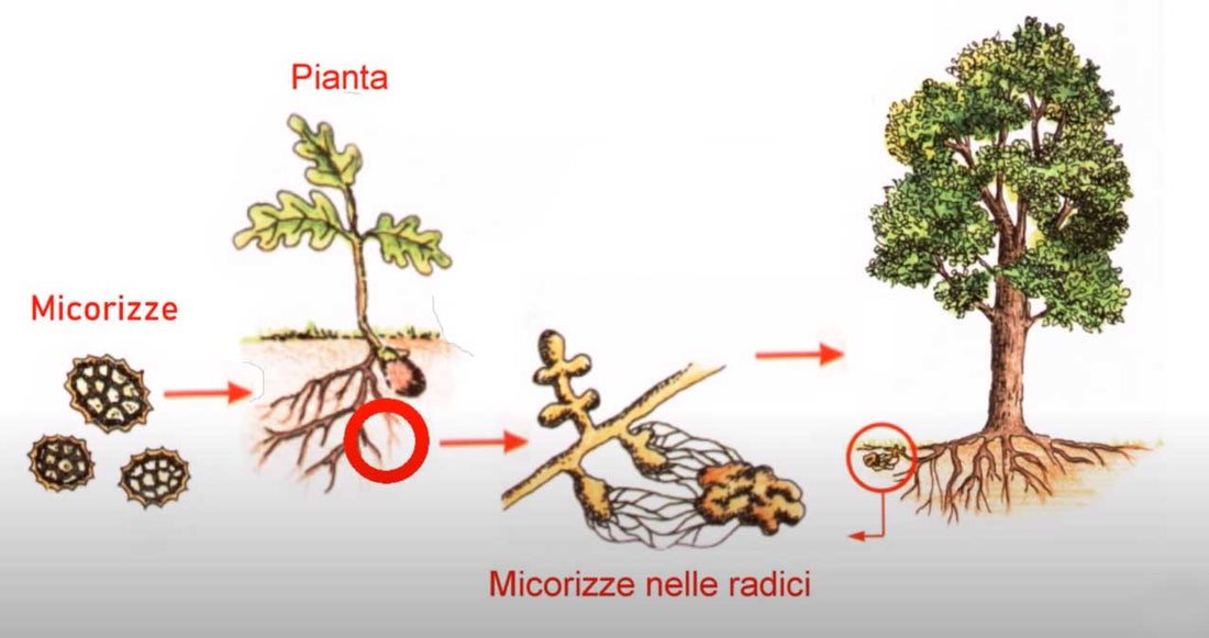 Micorrize il radicante naturale