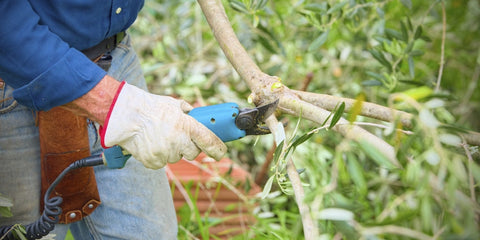 Consigli e prodotti per la potatura e cura dell'olivo.