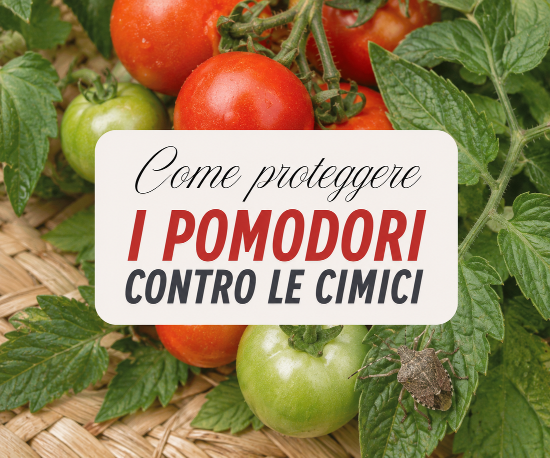 Cimici sul pomodoro: come tenerle lontane con prodotti biologici