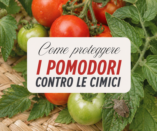 Cimici sul pomodoro: come tenerle lontane con prodotti biologici