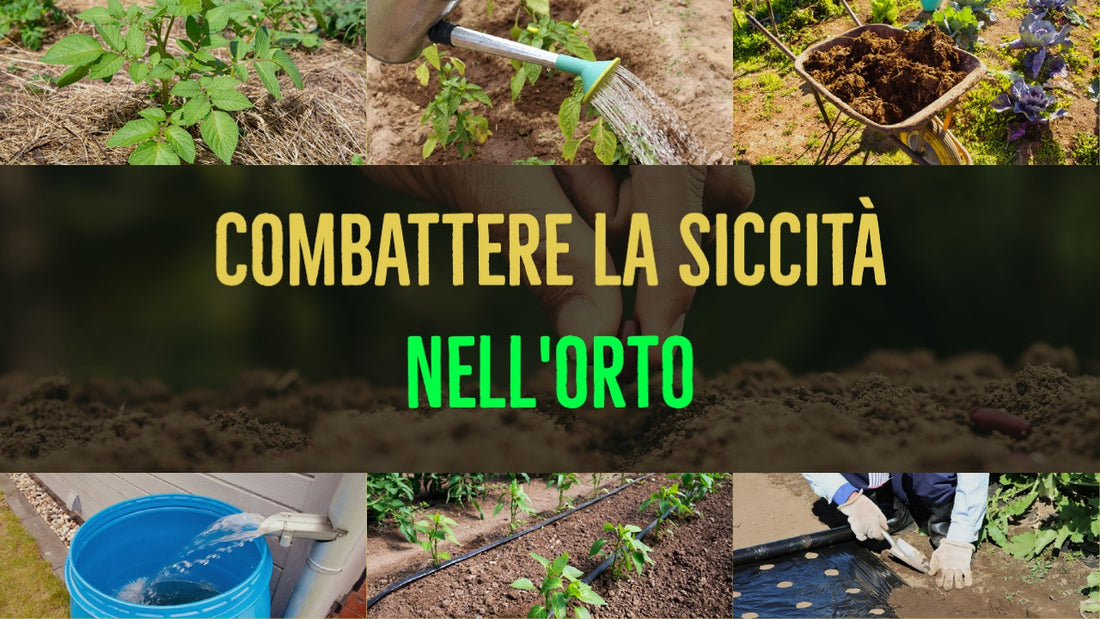 5 modi per combattere la siccità nell'orto