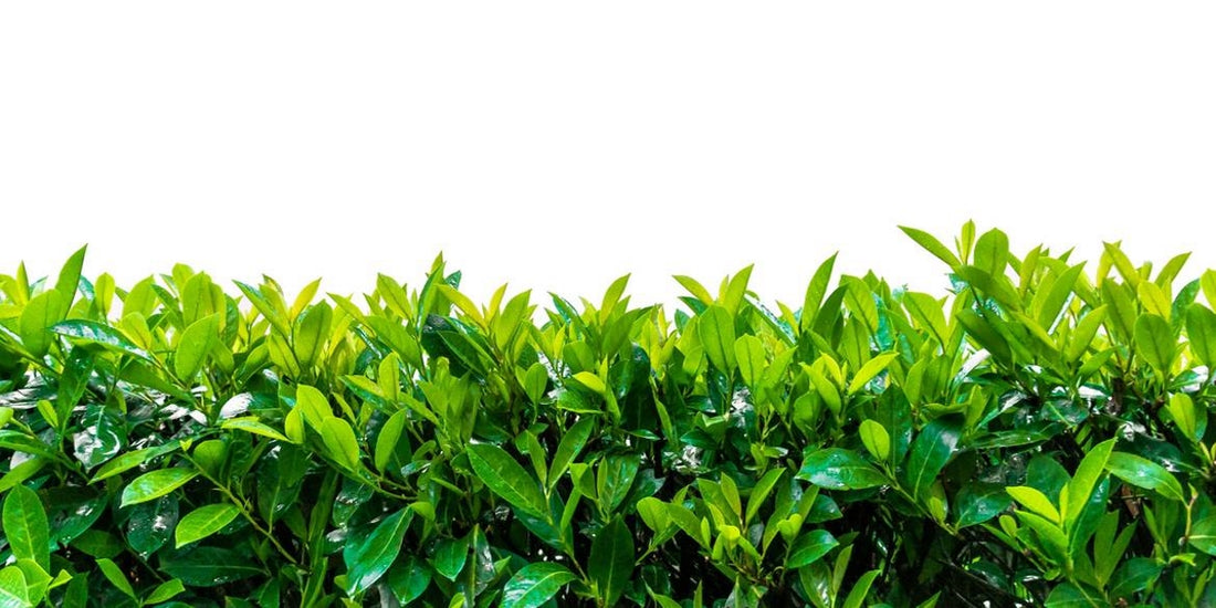 Potatura della siepe