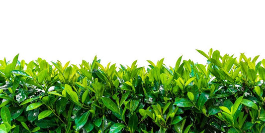 Potatura della siepe