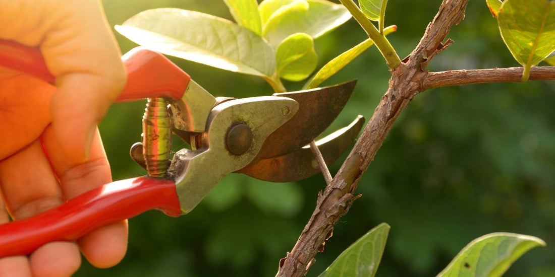 Quando potare le piante?  - Calendario di potatura