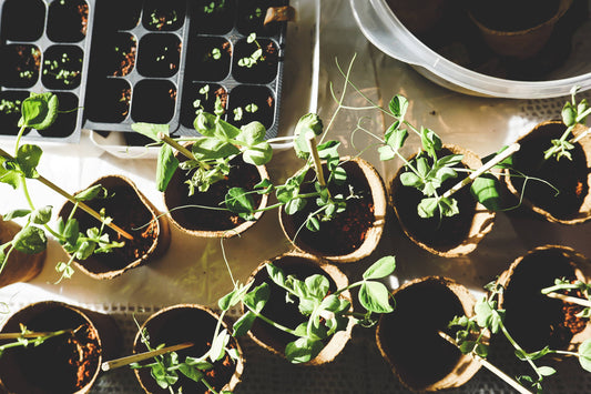 Lavori di giardinaggio a marzo