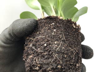 Come travasare le piante correttamente