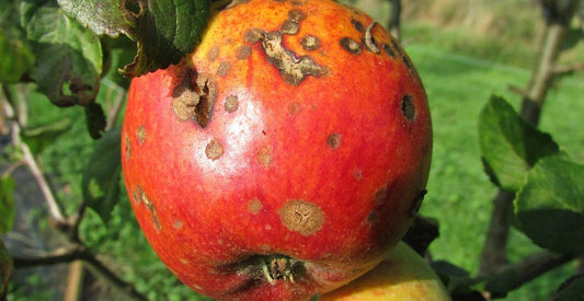 Come prevenire e combattere re la ticchiolatura