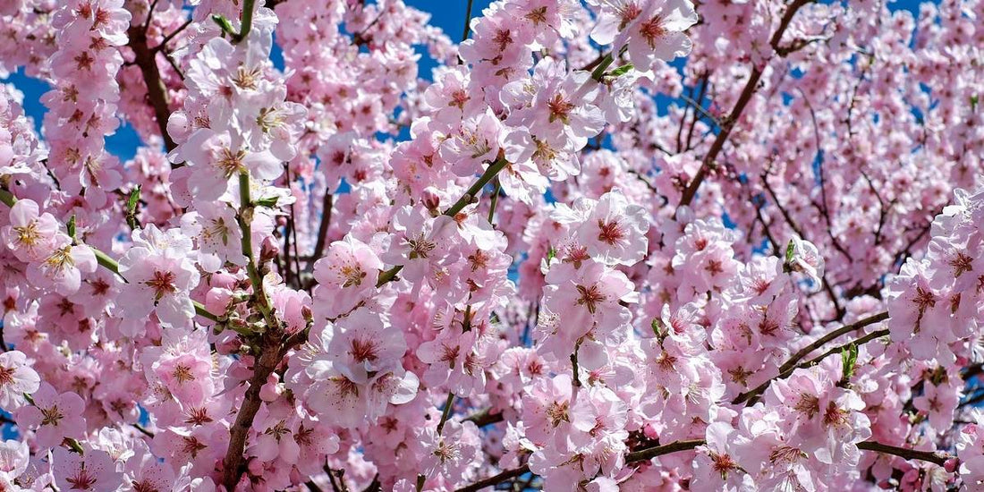 CALENDARIO GIARDINO E ORTO BIOLOGICO - APRILE