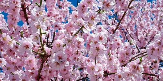 CALENDARIO GIARDINO E ORTO BIOLOGICO - APRILE