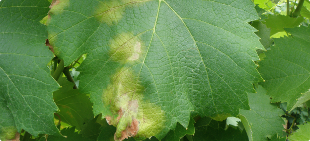 Peronospora - la malattia della vite