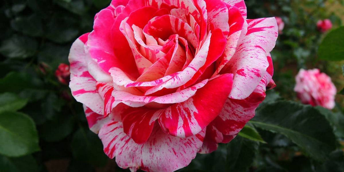 Calendario giardino e orto biologico - Maggio