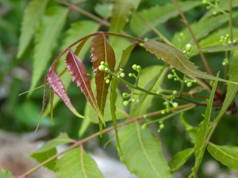 FAQ - domande frequenti olio di Neem