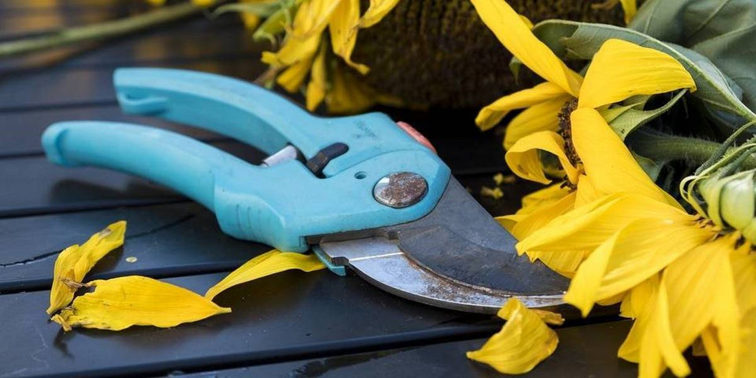 Potatura delle piante