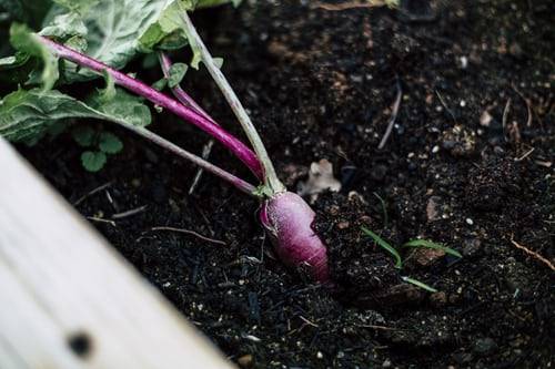Le verdure resistenti al freddo da piantare in inverno