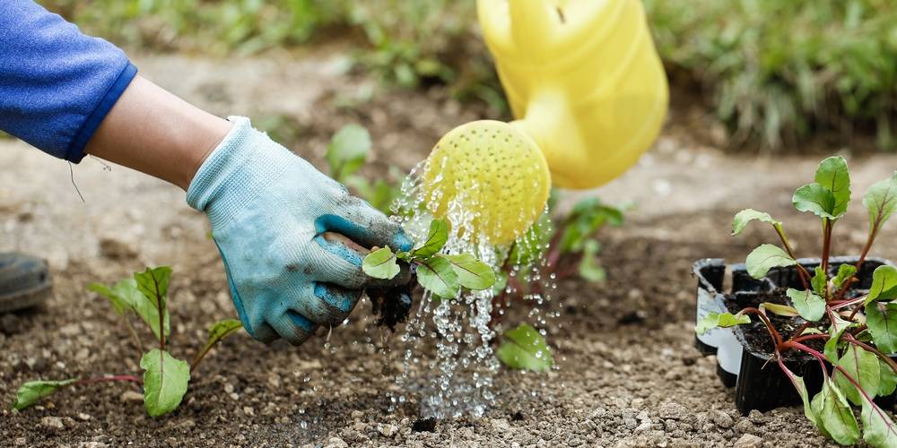 Lavori in giardino a settembre
