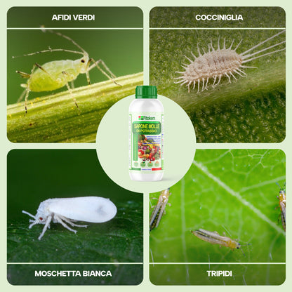 Sapone molle di potassio | Per piante | Fitokem