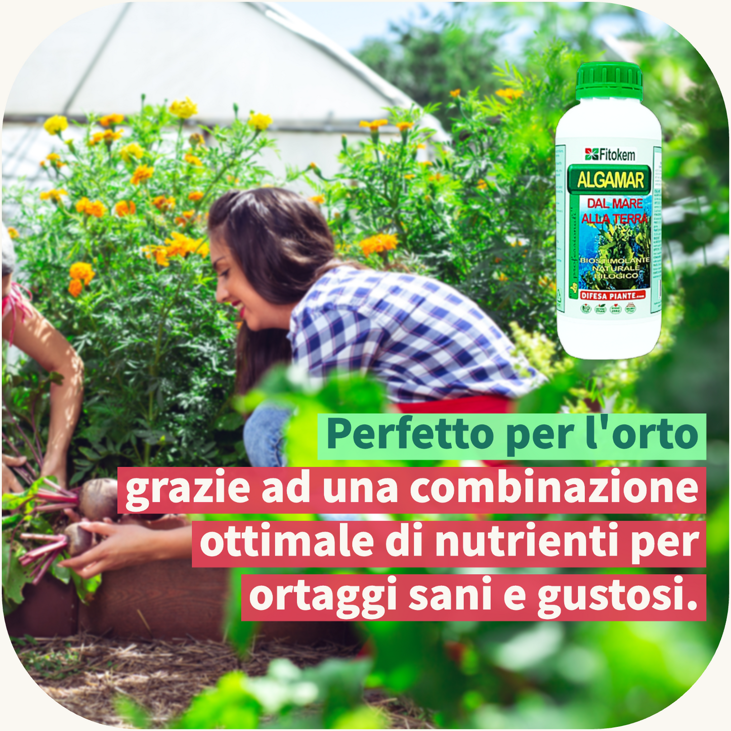 ALGAMAR - Concime Biologico Biostimolante per piante con alghe brune - 1L Fitokem Difesa piante olio di neem biologico naturale