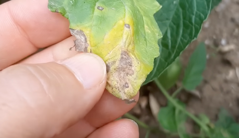 Peronospora del pomodoro