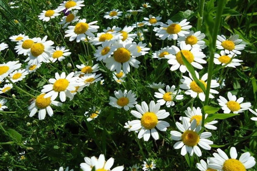 Insetticida pronto uso a base di Piretro e Permetrina 750 ml - mosche, zanzare, vespe, moscerini, scarafaggi, formiche, pulci, zecche, cimici, ragni, pesciolini d&rsquo;argento Difesa piante olio di neem biologico naturale