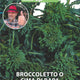 Semenze Broccoletto o cima di rapa 60&deg; friariello di Napoli - Sementi - Semi - Fitokem Difesa piante 