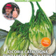Semenze Cicoria Catalogna Puntarelle di Galatina (sel. Leccese) - Sementi - Semi - Fitokem Difesa piante 