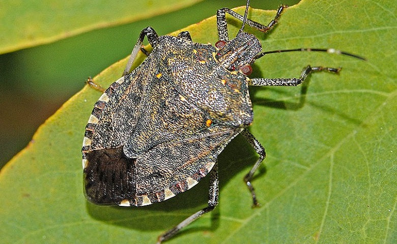 Insetticida Mosche Zanzare Cimici e Blatte 1 Lt Difesa piante biologico naturale