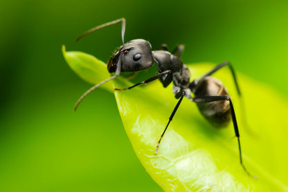 Insetticida moschicida Mosche Zanzare Cimici Formiche e Blatte 1 Lt Difesa piante biologico naturale