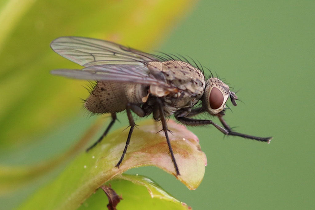 Insetticida Mosche Zanzare Cimici e Blatte 1 Lt Difesa piante biologico naturale