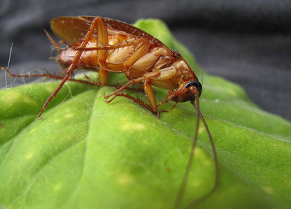 Insetticida Mosche Zanzare Cimici e Blatte 1 Lt Difesa piante biologico naturale