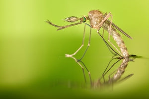 Insetticida Mosche Zanzare Cimici e Blatte 1 Lt Difesa piante biologico naturale